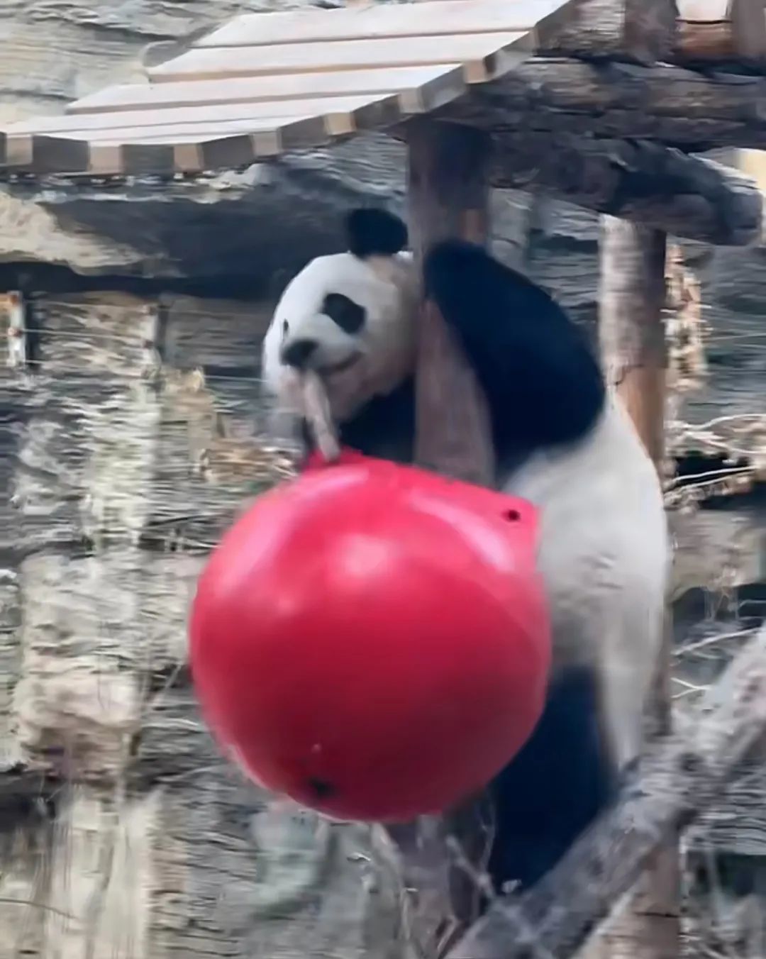 北京動物園，大熊貓“點點”復出！