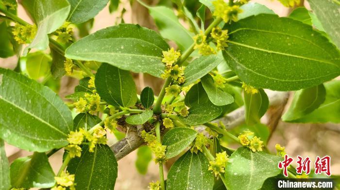 新疆昆玉2024年枣花文化旅游日活动启幕