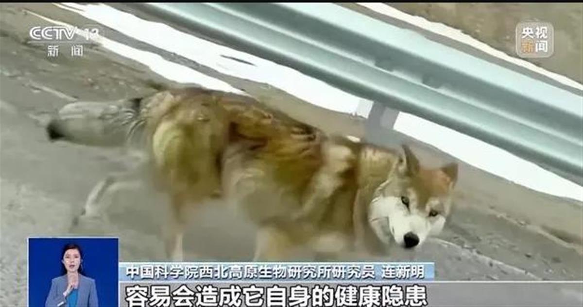 今年10月,央视新闻曾呼吁游客不要投喂“网红狼”