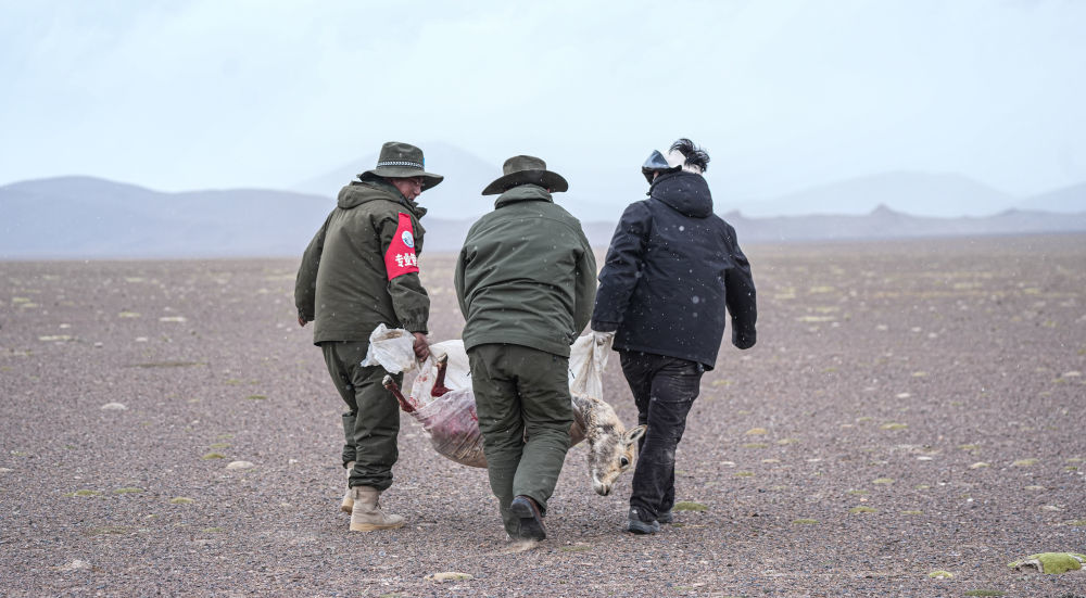羌塘国家级自然保护区的野保员把受伤的母藏羚羊抬到临时营地附近（6月14日摄）。