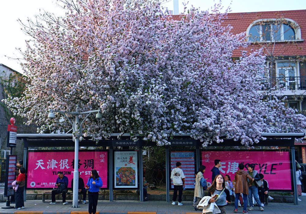 位于天津五大道马场道的天津外国语大学公交站旁的海棠花盛开（4月6日摄）。