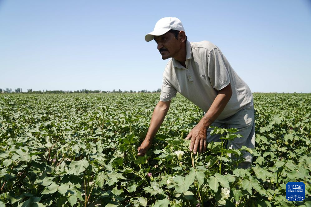 7月28日，在乌兹别克斯坦锡尔河州的上合组织农业基地中乌现代农业科技示范园，棉农乌兹别科夫检查棉花种植情况。新华社发（扎法尔 摄）