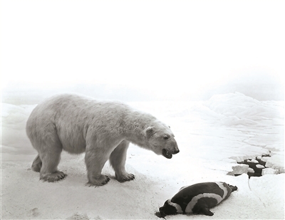 杉本博司,《北极熊》,1976,明胶银盐相纸,119.4×149.2cm。公式Hiroshi Sugimoto,图片由艺术家提供