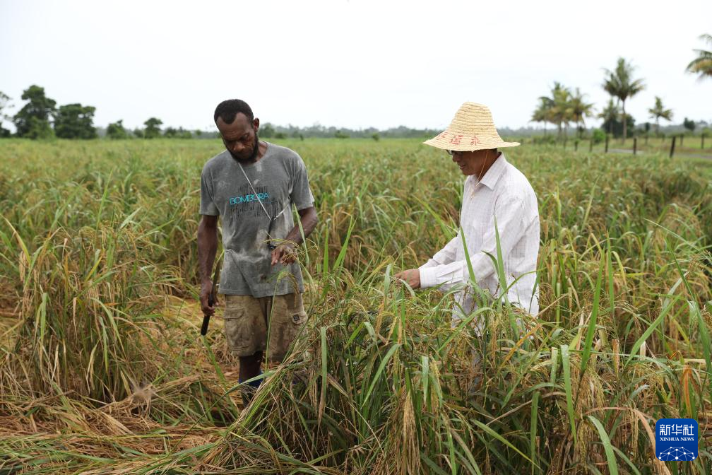 3月13日，中国专家陈华早（右）在斐济瑙索里镇的中国援斐济农业发展技术水稻项目试验示范培训基地查看暴雨过后水稻倒伏情况。 新华社发（桑钦龙摄）