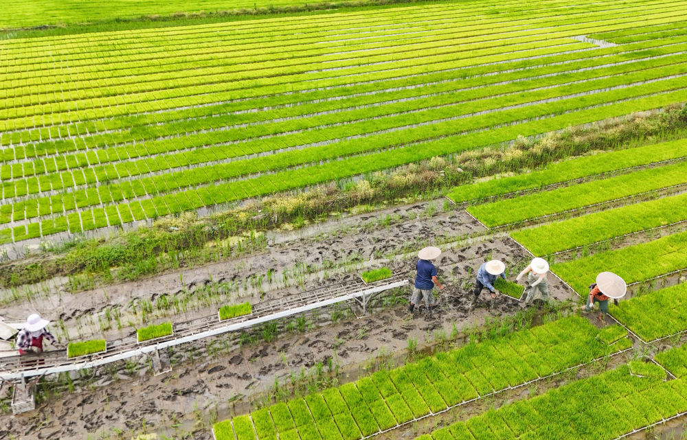 在四川成都崇州市大划街道石桥村，工人在育秧田搬运秧盘（5月15日摄）。