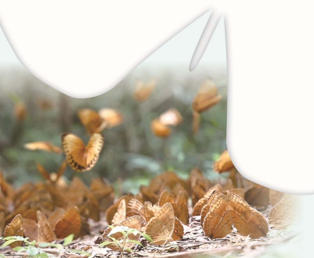 箭环蝶聚在林间角落。