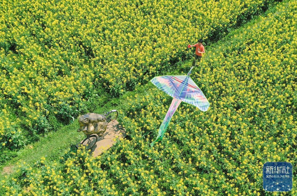 3月24日，游客在贵州省遵义市汇川区油菜花田放风筝（无人机照片）。新华社发（田成 摄）
