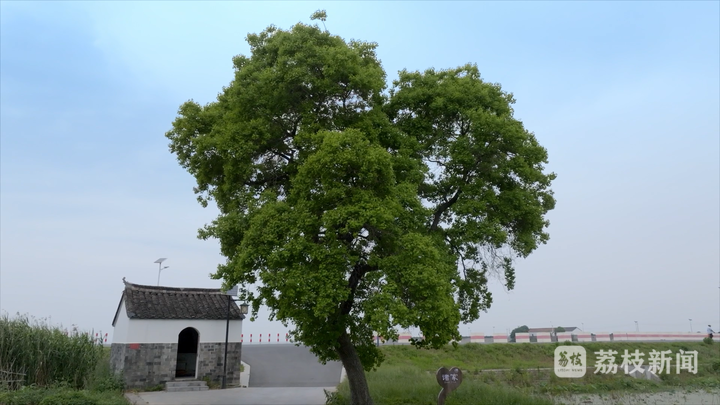 诸家村村口的“爱心”状乌桕树