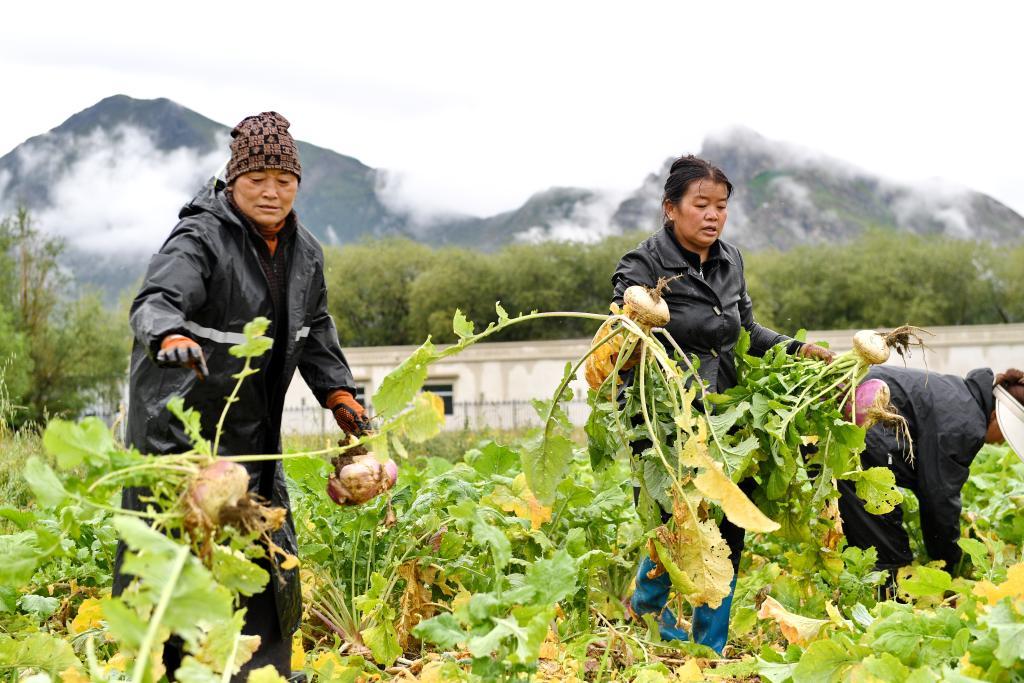 8月14日,拉萨市曲水县才纳乡才纳村村民在田间收芜菁。新华社记者 张汝锋 摄