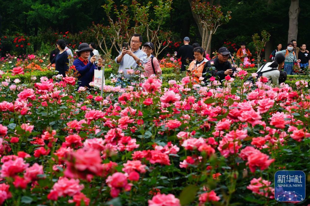 4月27日，游客在杭州市月季花展上赏花拍照。新华社发（庄颖昶摄）