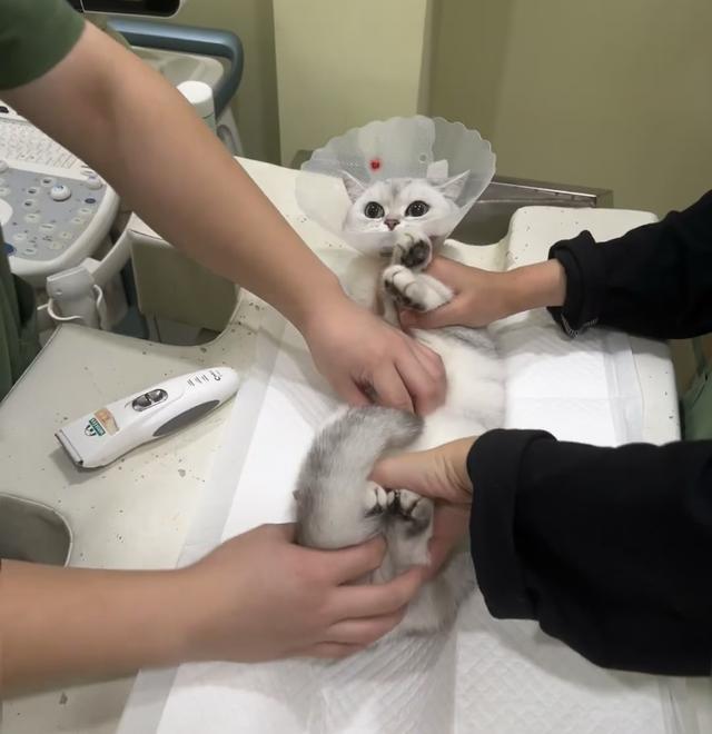 孙女士给记者看当时她家猫在宠物医院治疗时的画面