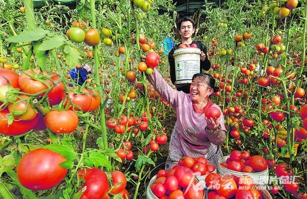 10月23日，察布查尔锡伯自治县良种繁育场蔬菜种植基地，工人在采摘西红柿。该蔬菜种植基地现有温室大棚417座，棚均收入1万元左右。华岩明 摄