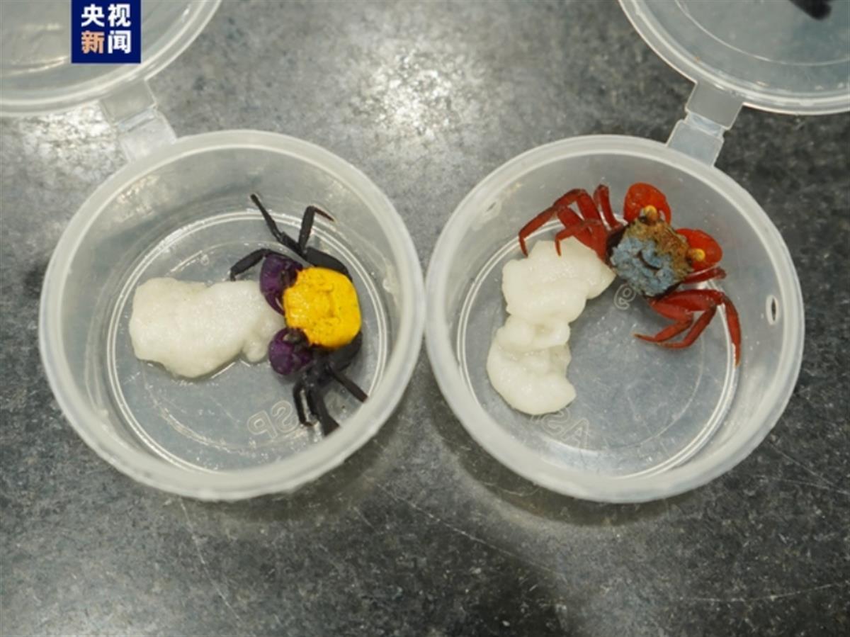 海关截获90只吸血鬼蟹！名字相当炸裂，这种螃蟹真的会吸血吗？