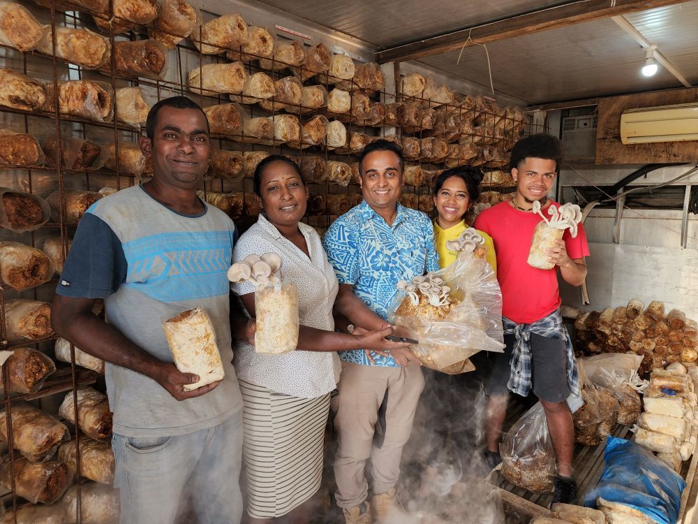 2022年5月11日，在斐济第三大城市楠迪，一家斐济蘑菇公司员工展示在中国援斐菌草技术示范中心项目帮助下种植的蘑菇。新华社记者 张永兴 摄