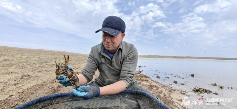4月16日，在吉木乃疆域冰川生物科技有限公司额河螯虾种养基地，养殖工人开心地看着抱卵的额河螯虾。董发勇摄