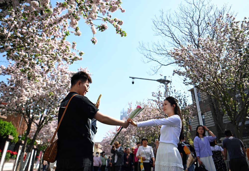 市民在海棠花盛开的五大道大理道上拍照打卡（4月7日摄）。