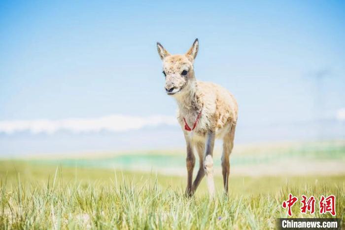 图为小藏羚羊。可可西里管理处 供图