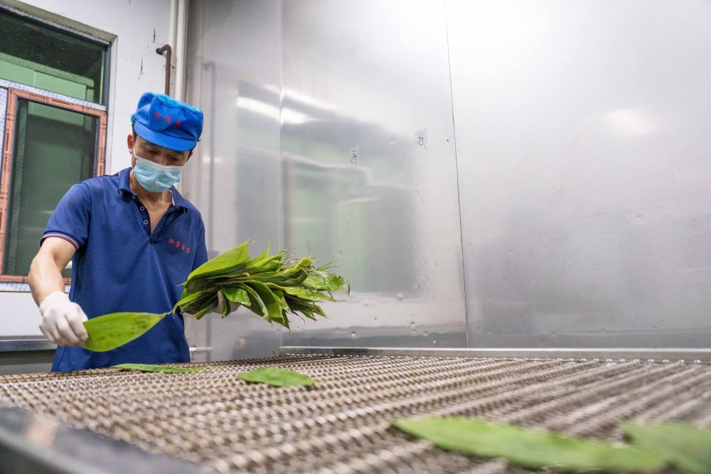 6月5日，在浏阳市关口街道道源湖村一家粽子生产车间，工人把粽叶放在清洗机的运输带上。