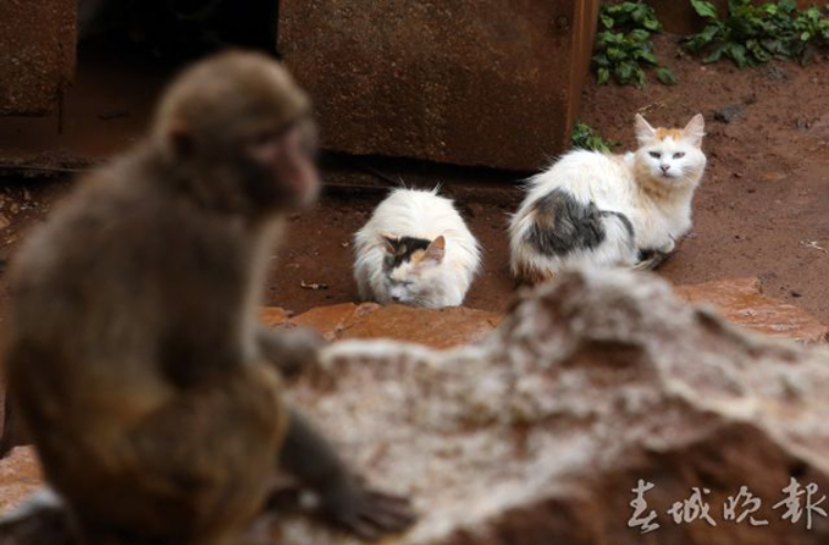 春城晚报2017年曾对“猴猫共处”有报道。 图片来源:春城晚报