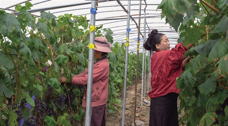 桑日县超高海拔葡萄种植基地内工作人员忙碌着。