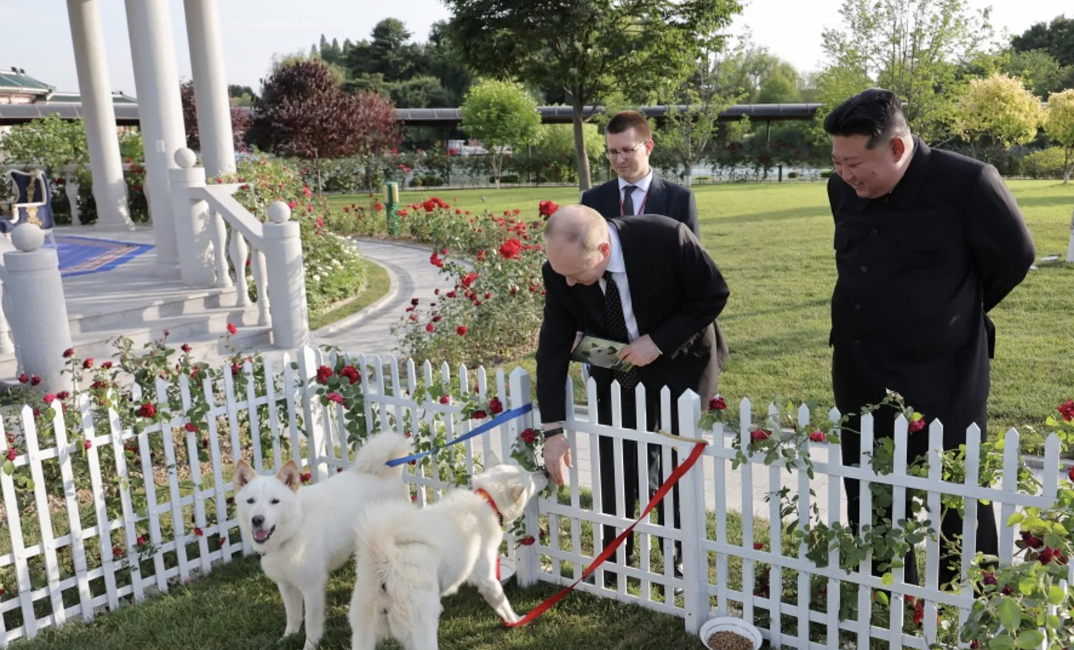 ▲朝鲜领导人金正恩向普京赠送一对丰山猎犬