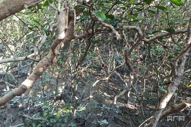 红树林是非常重要的生态系统植物，素有“海上森林”“海洋卫士”之称（央广网记者 罗晓英 摄）