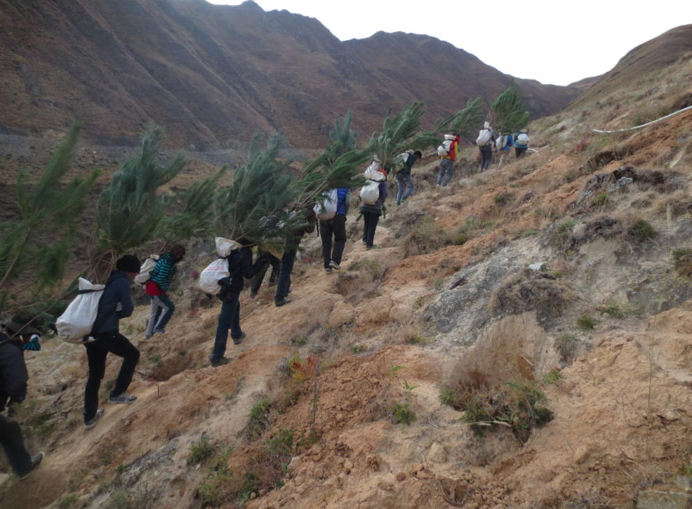 2022年3月，在拉萨南山公园西侧山体造林期间，植树人员背着土球苗上山。（受访者供图）