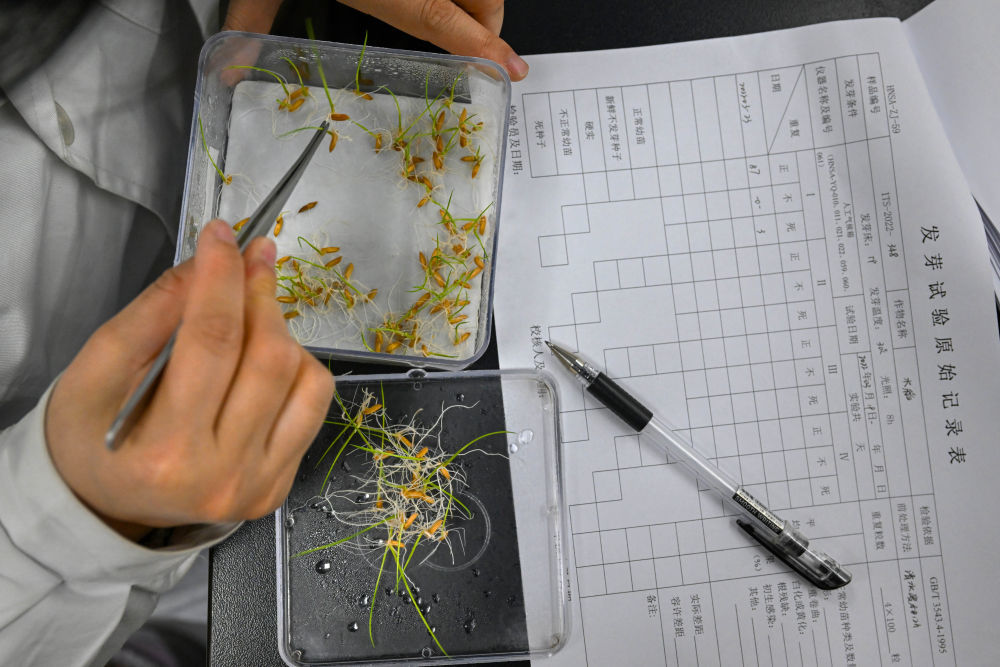 在湖南省农作物种质资源库实验室,检测员对保存的水稻种子进行发芽