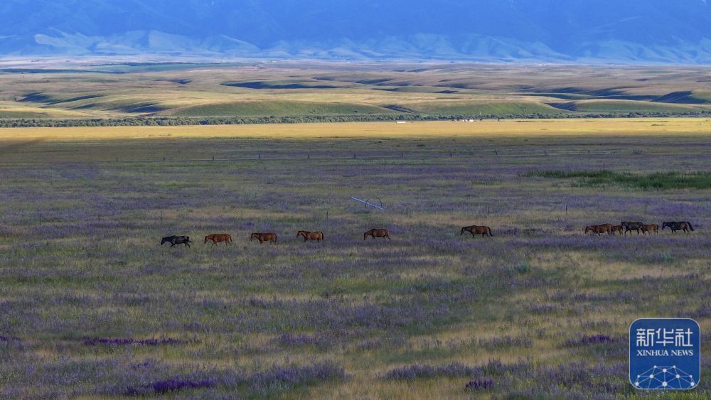 这是7月7日在新疆昭苏拍摄的草场和马匹（无人机照片）。