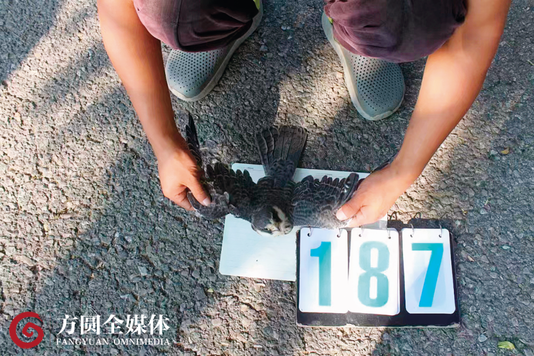 被挂网拿获的国度二级要点保护野机动物燕隼。