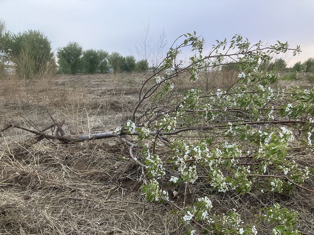 孟野屯村一位启包户的土天被细则为耕天后，他将天上种的果树拔失降。