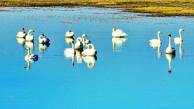 图为宁夏石嘴山迎河湾湿地公园。资料图片