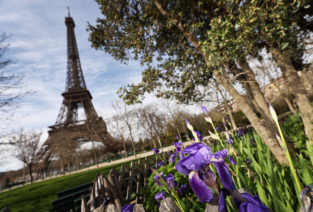 3月20日，法国巴黎埃菲尔铁塔下春花绽放。新华社记者 高静 摄
