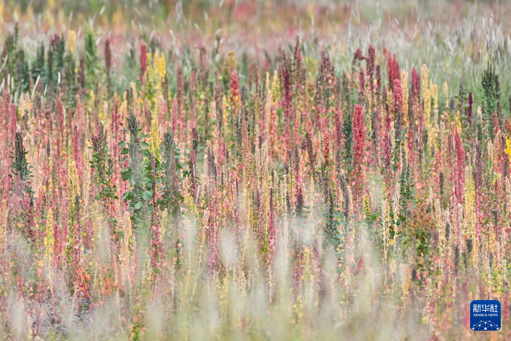 这是在西藏日喀则市萨迦县扯休乡拍摄的当地种植的藜麦（9月4日摄）。新华社记者 孙瑞博 摄