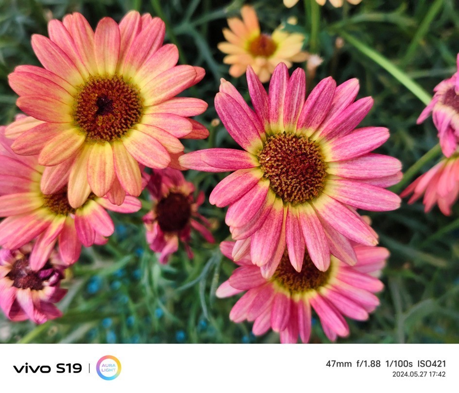 vivo S19全面评测:6000mAh电池记录美丽瞬间