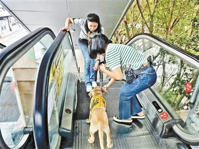 李苑甄在地铁扶梯上训练导盲犬