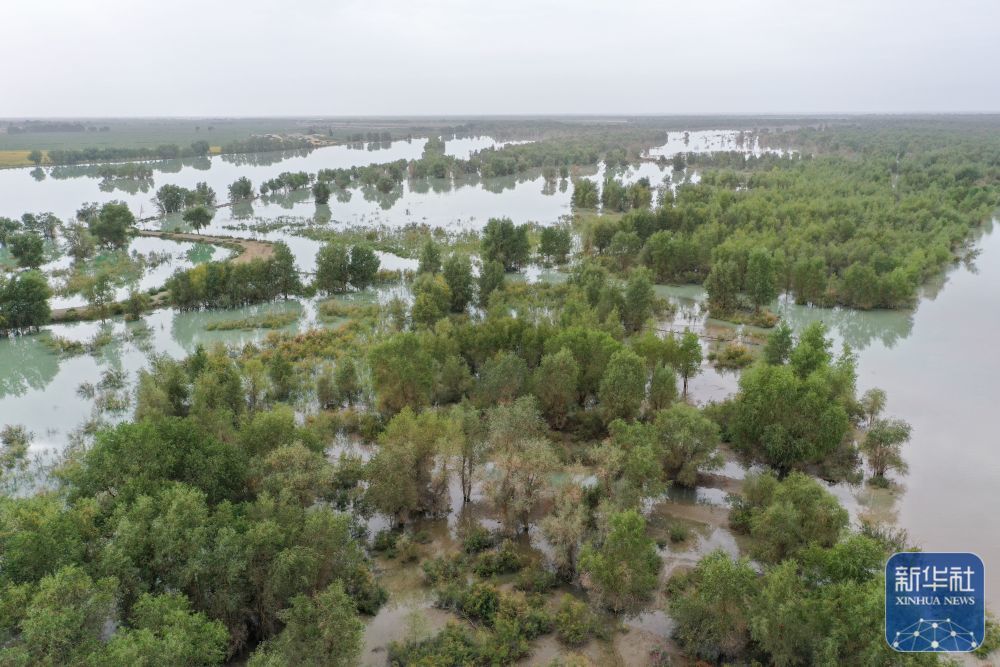 ↑8月3日拍摄的利用塔里木河洪水灌溉阿克苏地区沙雅县天然胡杨林的场景（无人机照片）。新华社记者 丁磊 摄
