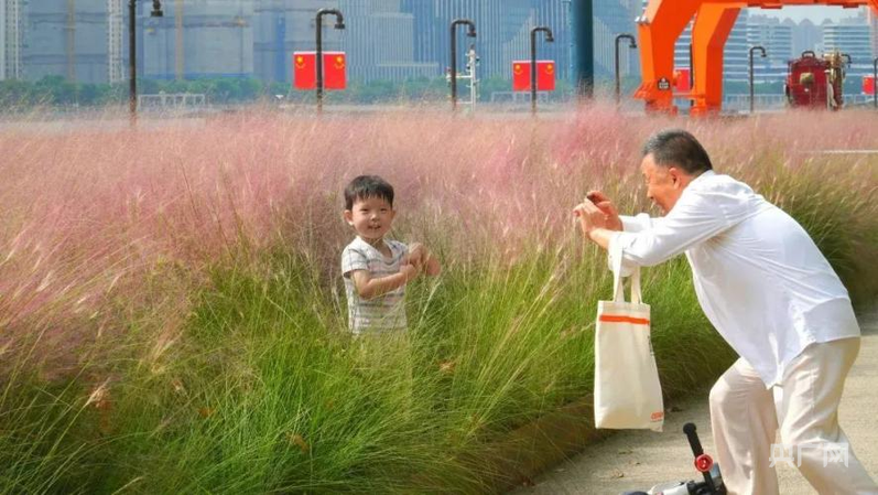 杨浦滨江秀带广场附近的大片粉黛乱子草吸引市民驻足拍照（央广网发 杨浦区新闻办供图）