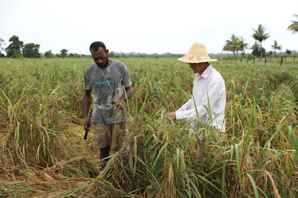 3月13日，中国专家陈华早（右）在斐济瑙索里镇的中国援斐济农业发展技术水稻项目试验示范培训基地查看暴雨过后水稻倒伏情况。在斐济等太平洋岛国，当地农作物常因暴雨、台风和暴洪等自然灾害遭到破坏。斐济政府近年来一直致力于实现大米自给自足，以确保粮食安全。自2015年来，中国先后实施了三期农业援助项目，通过技术培训、引进新品种、建立标准化稻田和推广高产栽培技术等方式帮助斐济提高水稻产量。新华社发（桑钦龙摄）