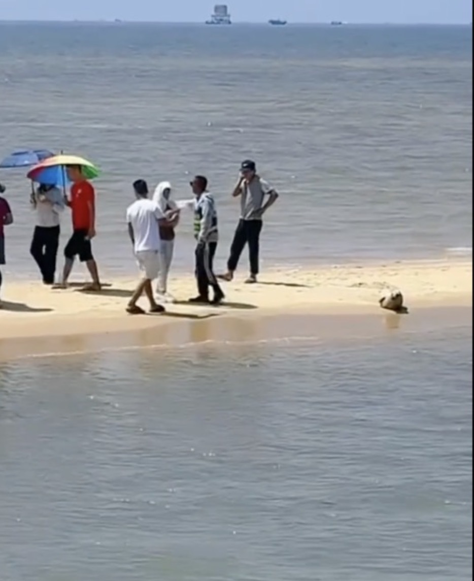 广西北海沙滩一野生斑海豹引来游客围观触摸，海洋局回应