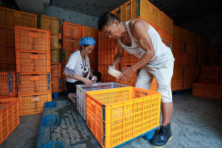 在云南省文山壮族苗族自治州西畴县蚌谷乡龙正村,两名工人在刘禹丹的豆腐加工厂工作(2023年7月27日摄)。新华社记者 陈欣波 摄
