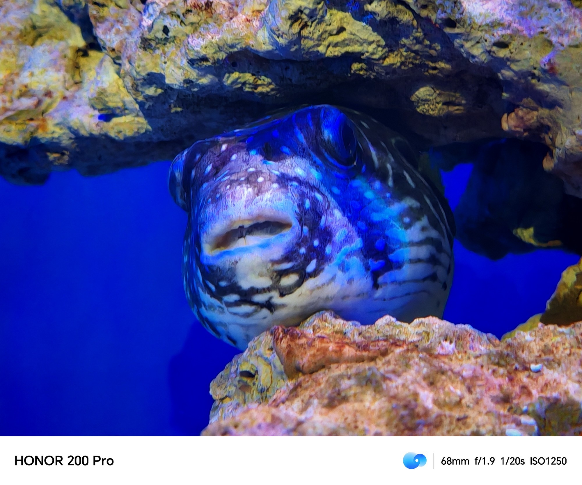 用AI重构手机人像摄影 荣耀200 Pro上手体验