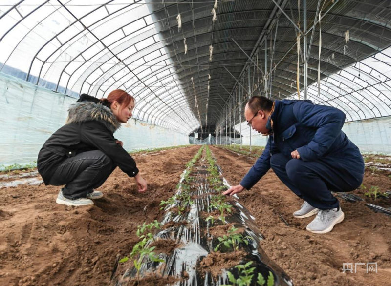 庄明浩(右)和王思远就番茄移栽进行交流(央广网记者 阮修星 摄)