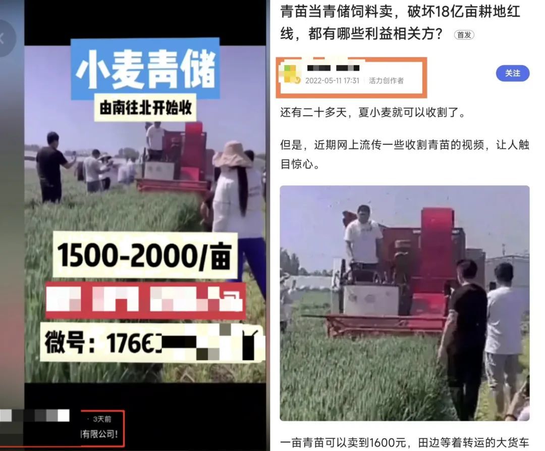 左图为自媒体近期发布的1条小麦青储视频，经核查与2022年发布的帖文图片（右图）相同，为旧图新发。