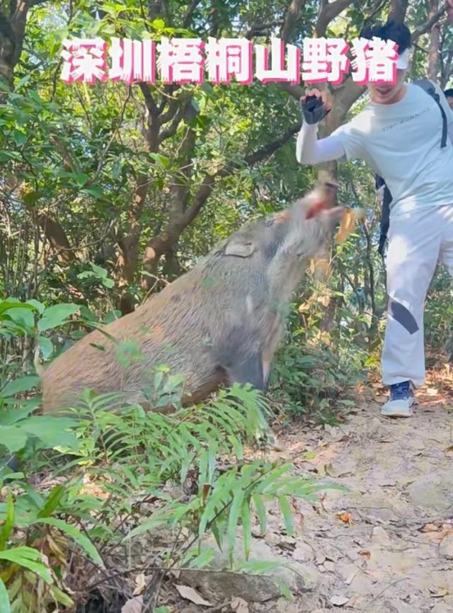 游客在徒手投喂野猪。视频截图