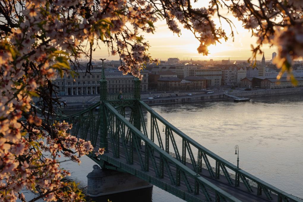 2024年3月17日在布达佩斯拍摄的鲜花掩映的自由桥。