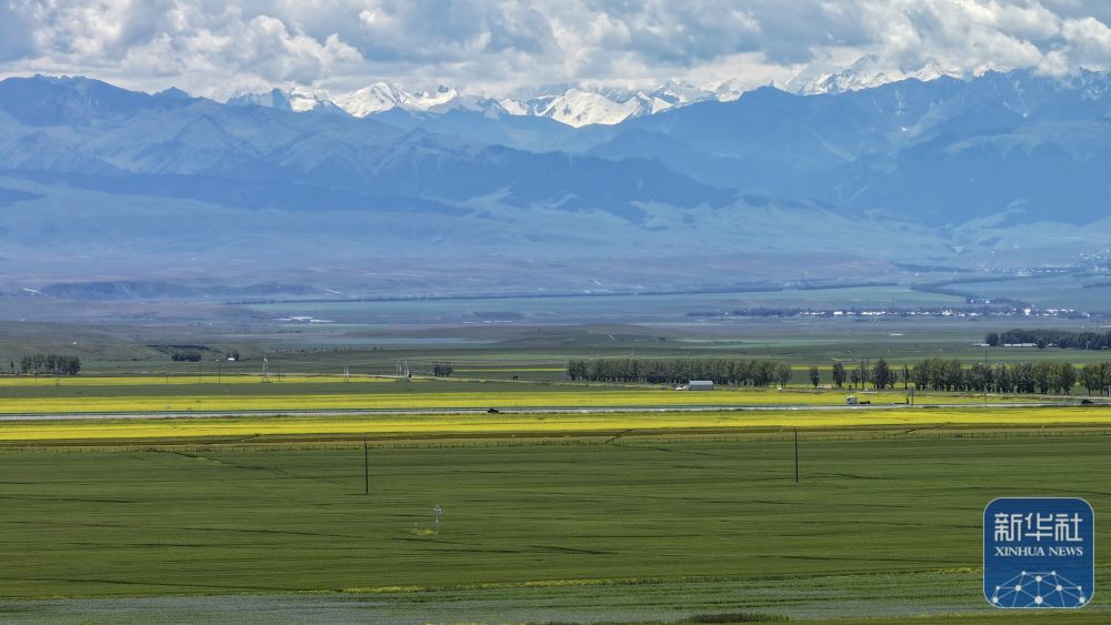 这是7月12日在新疆昭苏拍摄的草原和雪山（无人机照片）。