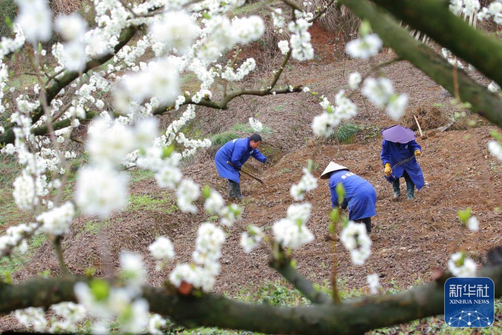3月17日,在贵州省铜仁市玉屏侗族自治县朱家场镇混寨村,村民在李花间