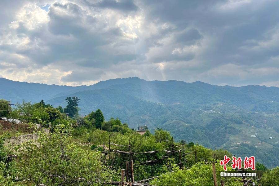云南临沧双江县冰岛村,茶山绵延起伏.中新网 张钰惠 摄