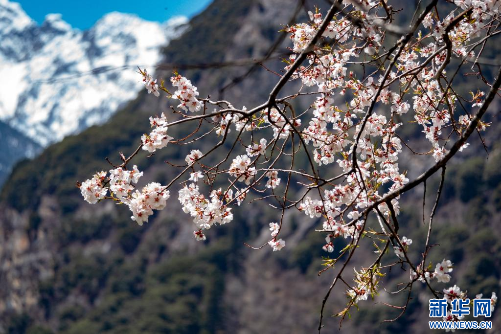 4月18日，在嘉黎县尼屋乡境内盛开的桃花。新华网 旦增努布 摄